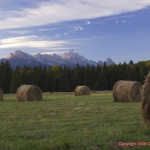 0009_Hay Bales bbc (269) 0009_Hay Bales bbc (269)