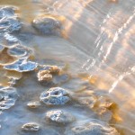 Yellowstone_Det2e