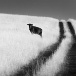 Cow_E07W0662